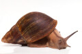 Archachatina degneri Ghana adult